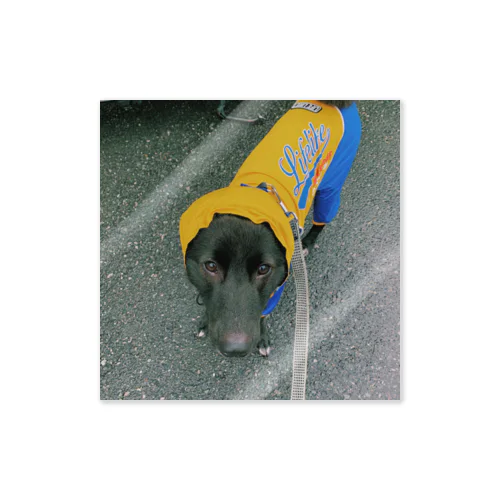 愛犬ラックの雨の日 Sticker