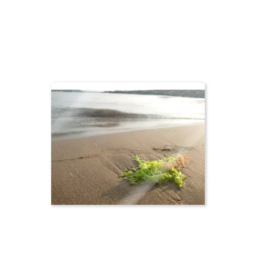 浜辺に打ち上げられた海藻 ステッカー