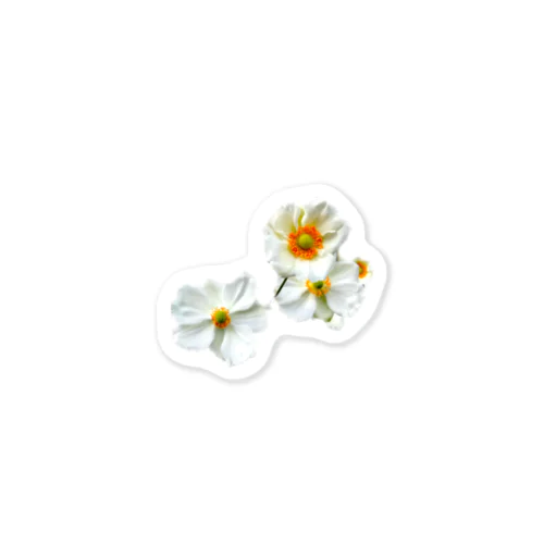 白いお花 Sticker