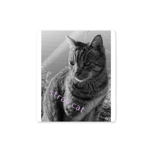 stray cat Sticker