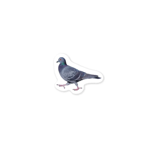 行方不明のドバト_鳩 Sticker