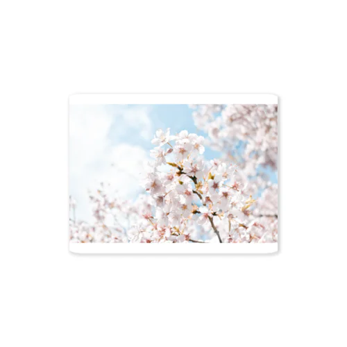 SAKURA Sticker