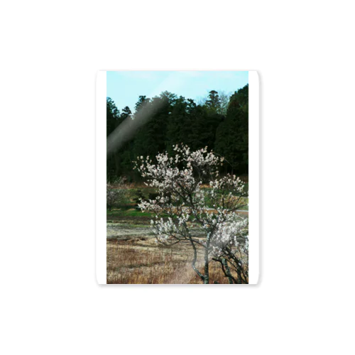 梅　ウメ　Japanese　apricot DATA_P_102　春　spring 스티커