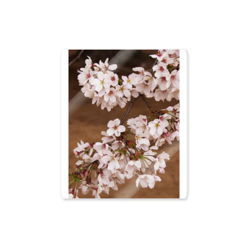 桜　サクラ　cherry blossom DATA_P_106 ステッカー