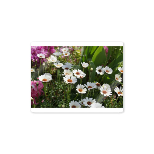 spring marguerite Sticker