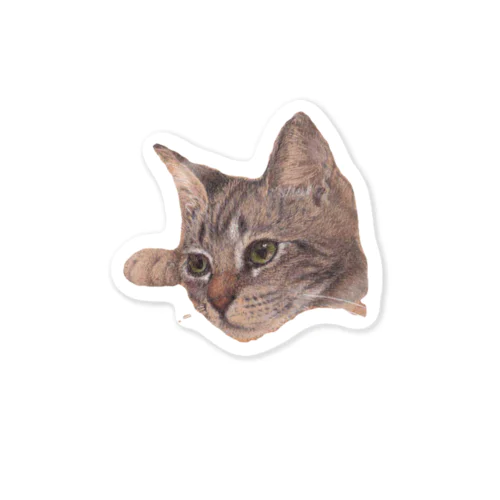 仔猫のくらら Sticker