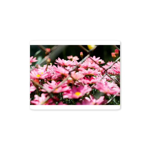 FLOWERS-ふぇんす- Sticker