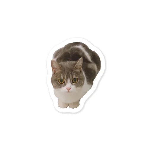 こんもり猫(おねだり) Sticker