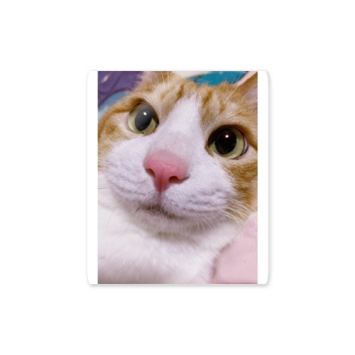保護猫 セサミくん Sticker