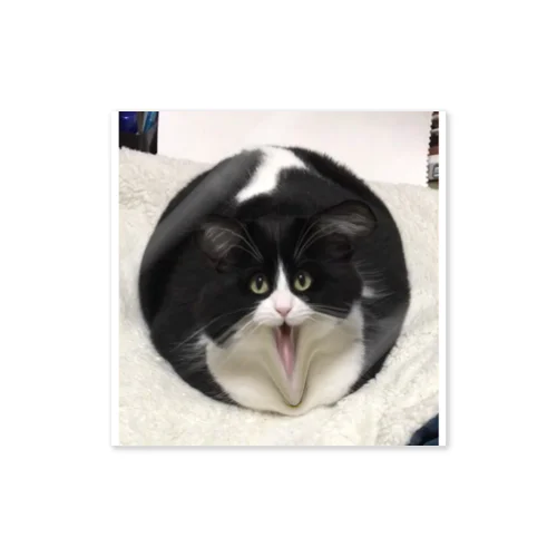 球体猫 Sticker