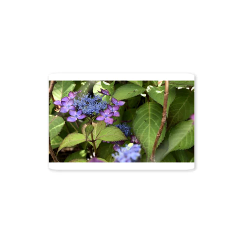 庭の紫陽花 Sticker