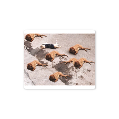 Which is the original dog? Sticker