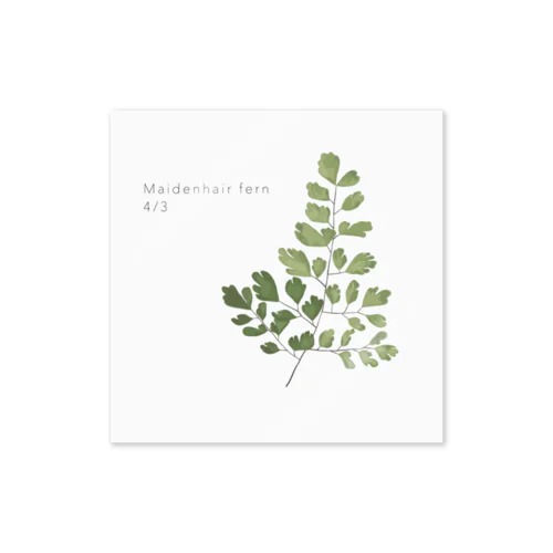 4/3 Adiantum Sticker