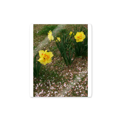 散るモノと今咲く者　DATA_P_147　水仙と桜の花びら ステッカー