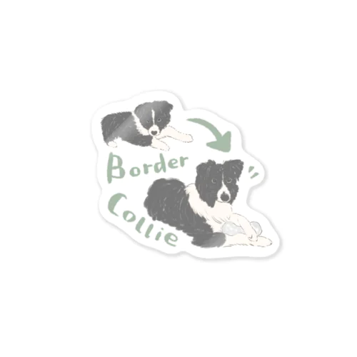 Border collie Sticker