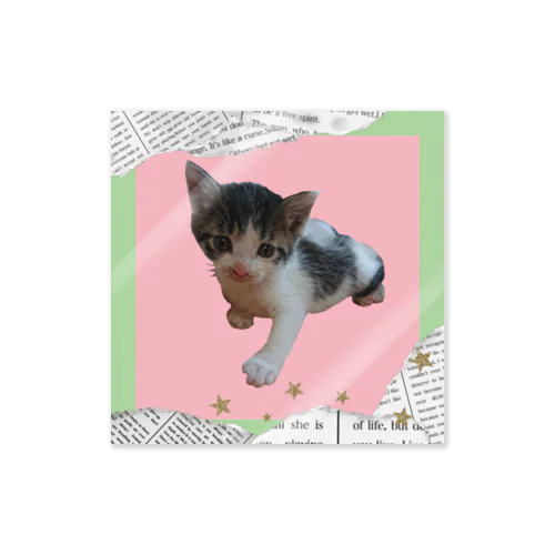 猫・ぶっちぃ Sticker