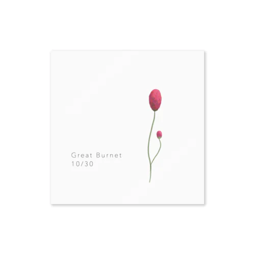 10/30 誕生花【 Great Burnet 】 ステッカー