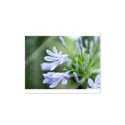 Angel of Agapanthus 170702 Sticker