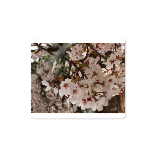 桜　サクラ　cherry blossom DATA_P_152　春　spring ステッカー
