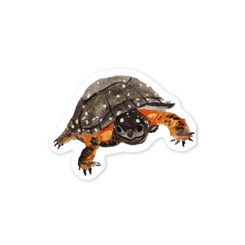 キボシイシガメ Sticker