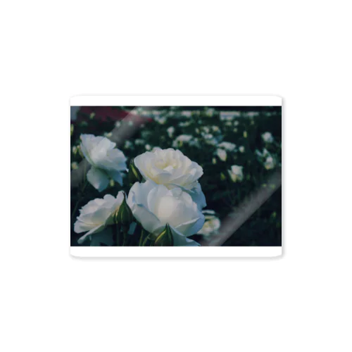 純潔の白薔薇 Sticker