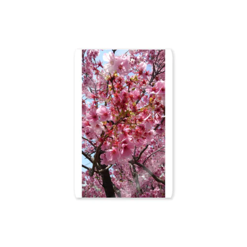 桜 Sticker