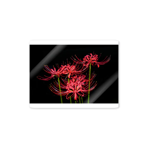 紅花 Sticker