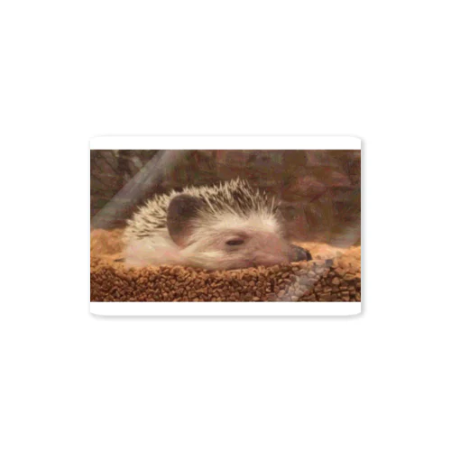 Sleepy Hedgehog Sticker