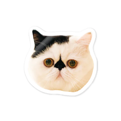 はじめまして、僕はボム、猫です。 Sticker