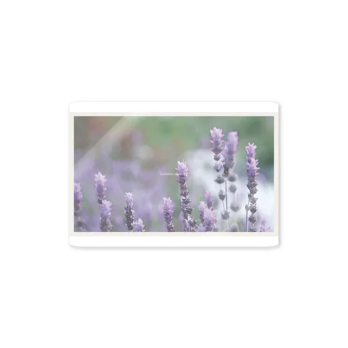 flower photo - lavender Sticker