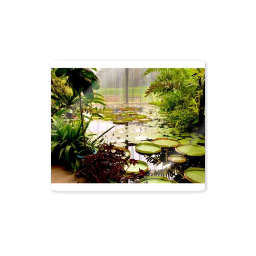 lotus pond Sticker