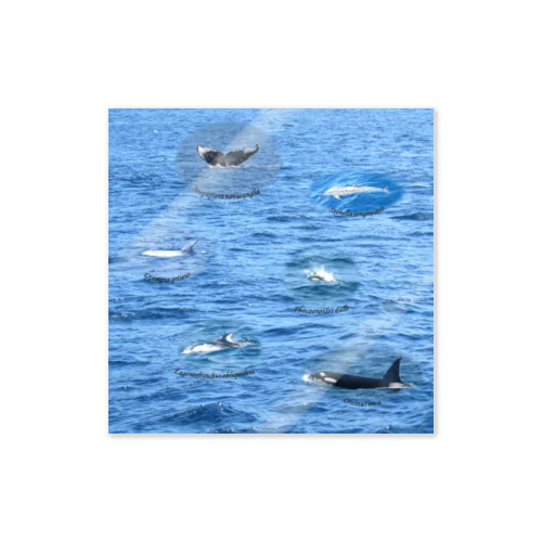 船上から見た鯨類(1) ステッカー