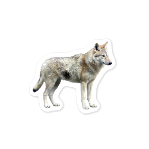 オオカミ Sticker