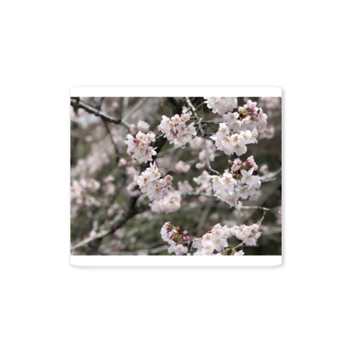 Cherryblossom Print  グッズ Sticker