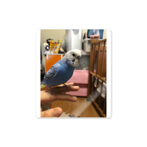 インコのトラ ステッカー