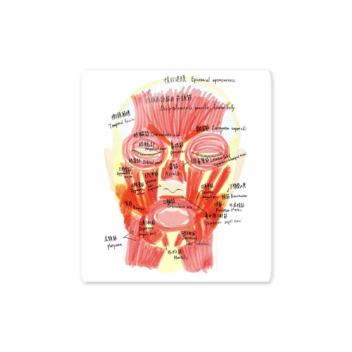 顔の筋肉 ステッカー