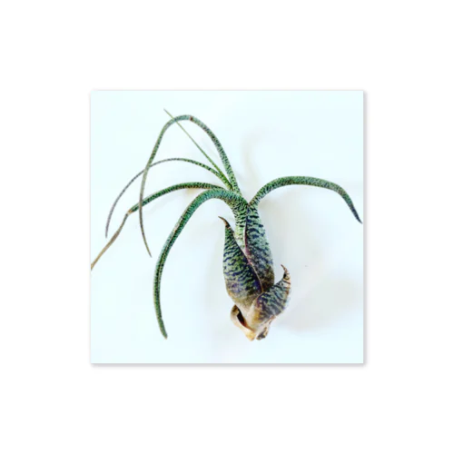 Tillandsia Sticker