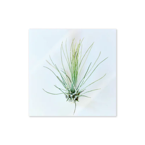 Tillandsia ステッカー