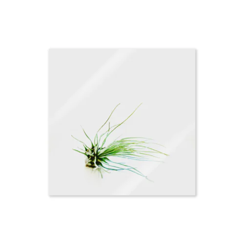 Tillandsia Sticker