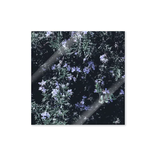 ローズマリーの花 Sticker