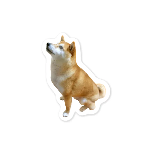 柴犬【おすわり】 Sticker