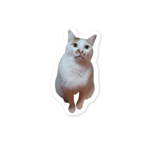 猫のミーコきょとんがお Sticker