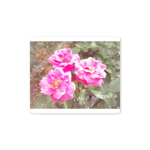 pink Rose Sticker