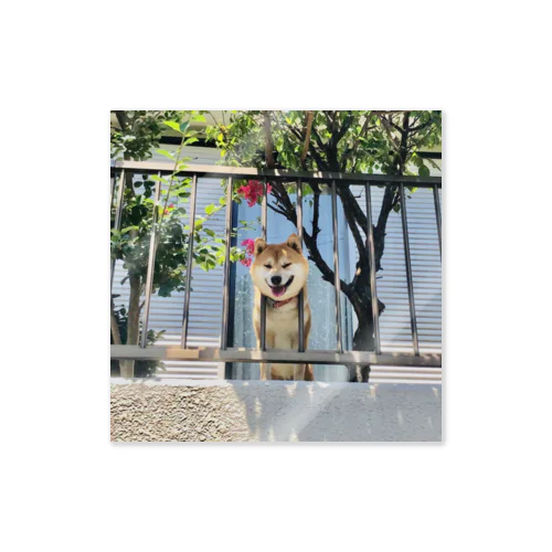 愛犬くま  (お見送り) Sticker