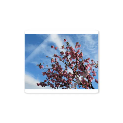 桜と空と雲 Sticker