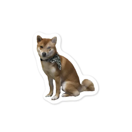 柴犬のリクさん Sticker