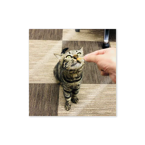 保護猫こーりんのヤムヤム Sticker