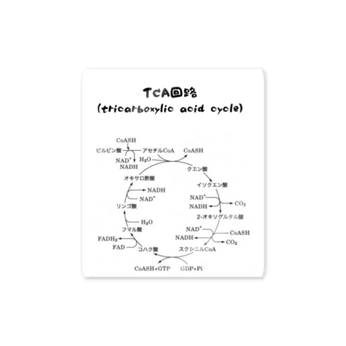 TCA回路 ステッカー