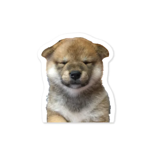 柴犬　子犬　 Sticker