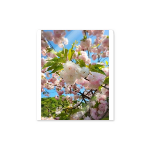 牡丹桜 ステッカー Sticker